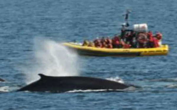 Whale-watching Cruises Whale-watching Cruises